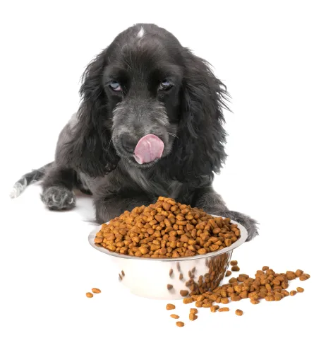 dog with food