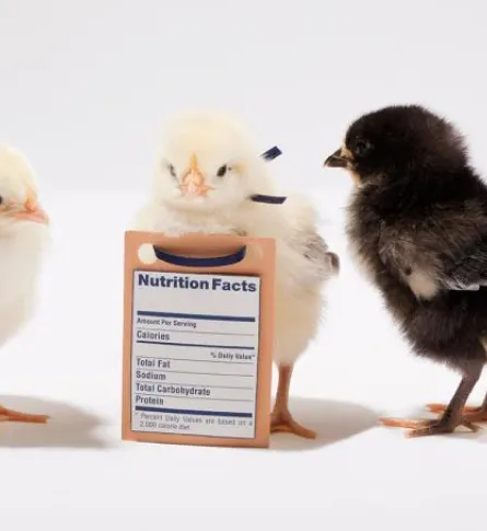 labeling_chickens_inline