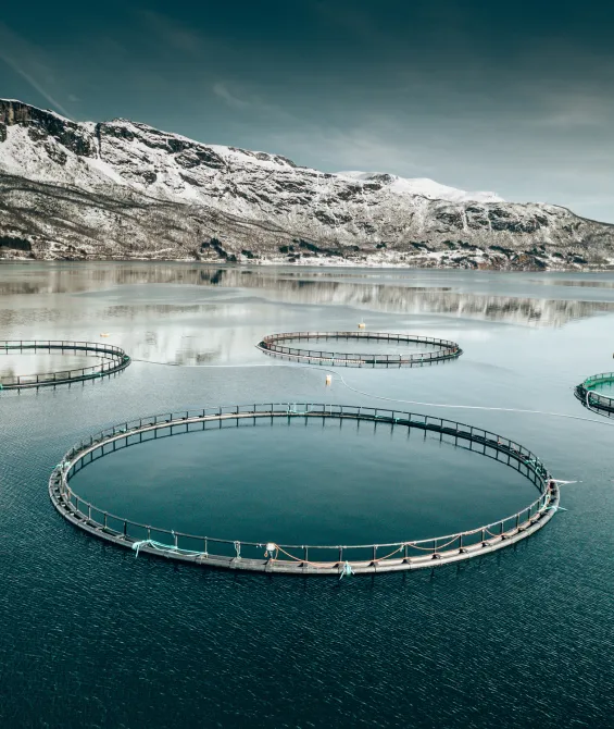 Fish Farm
