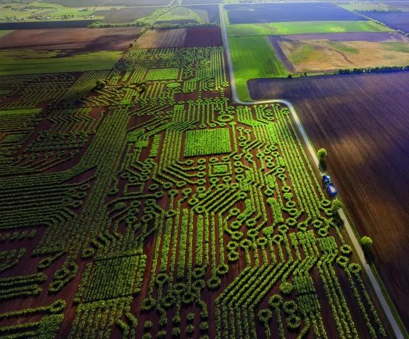 ABV_Maize_FIeld_FINAL_CMYK_