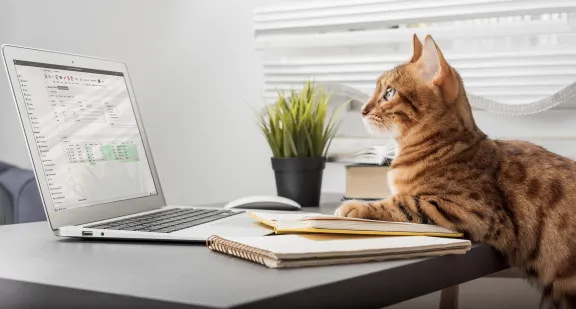cat with a laptop image
