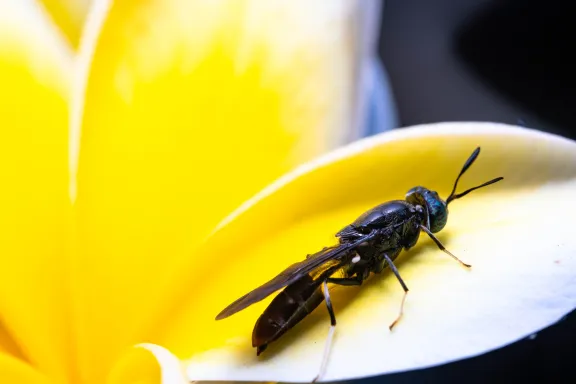 Insects as key players blog