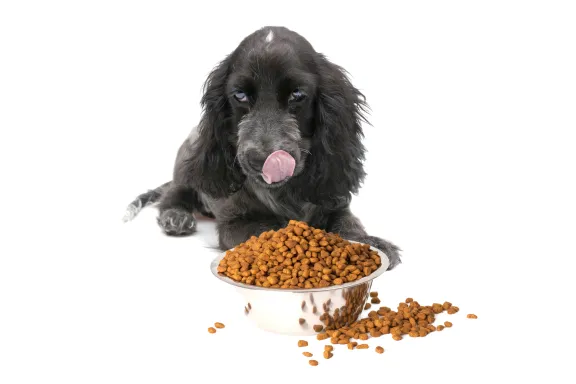 dog with pet food
