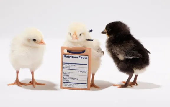labeling_chickens