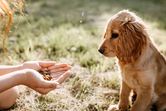 pet in Turkey