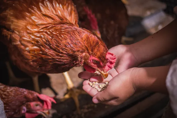 chicken